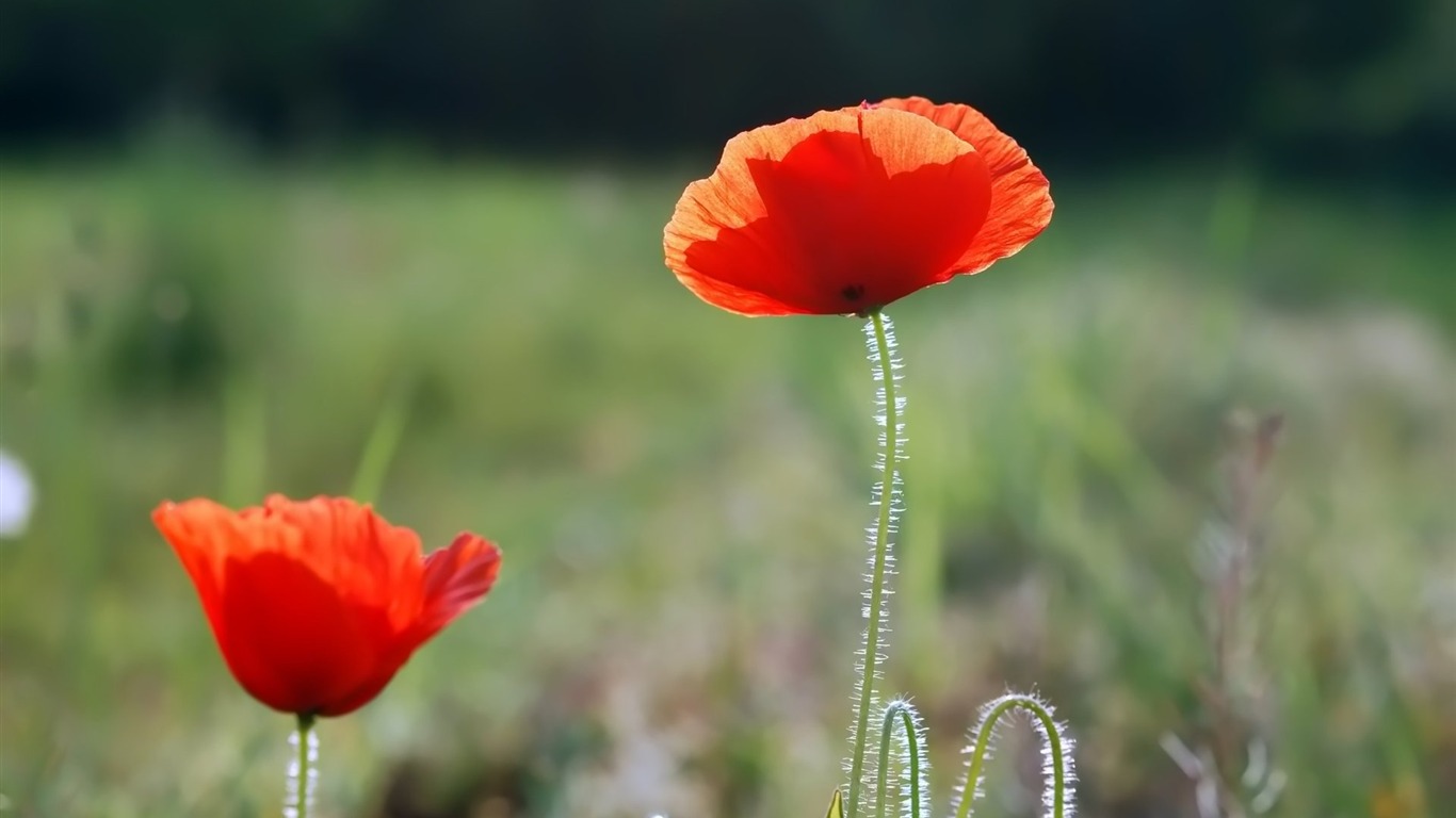 Pairs of flowers and green leaves wallpaper (2) #3 - 1366x768