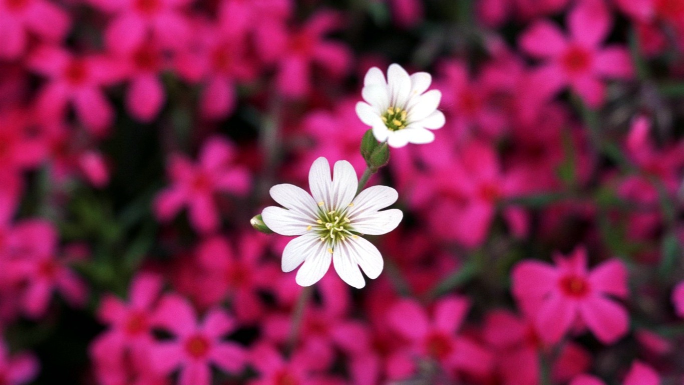 Pairs of flowers and green leaves wallpaper (2) #4 - 1366x768