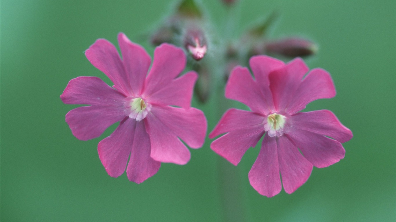 Pairs of flowers and green leaves wallpaper (2) #5 - 1366x768