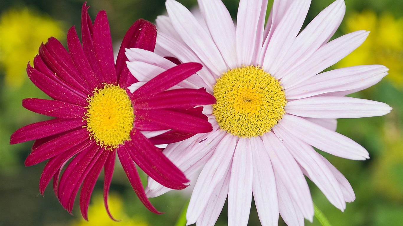 Pairs of flowers and green leaves wallpaper (2) #6 - 1366x768