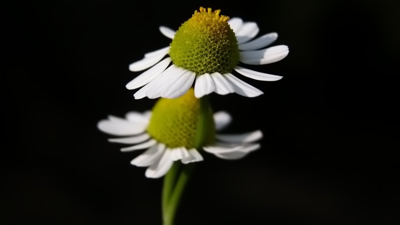 Pairs of flowers and green leaves wallpaper (2) #7 - 1366x768