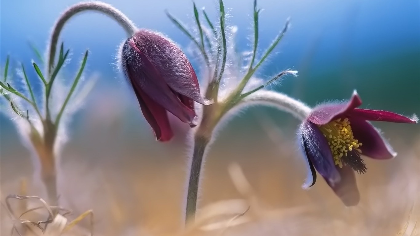 Pairs of flowers and green leaves wallpaper (2) #8 - 1366x768