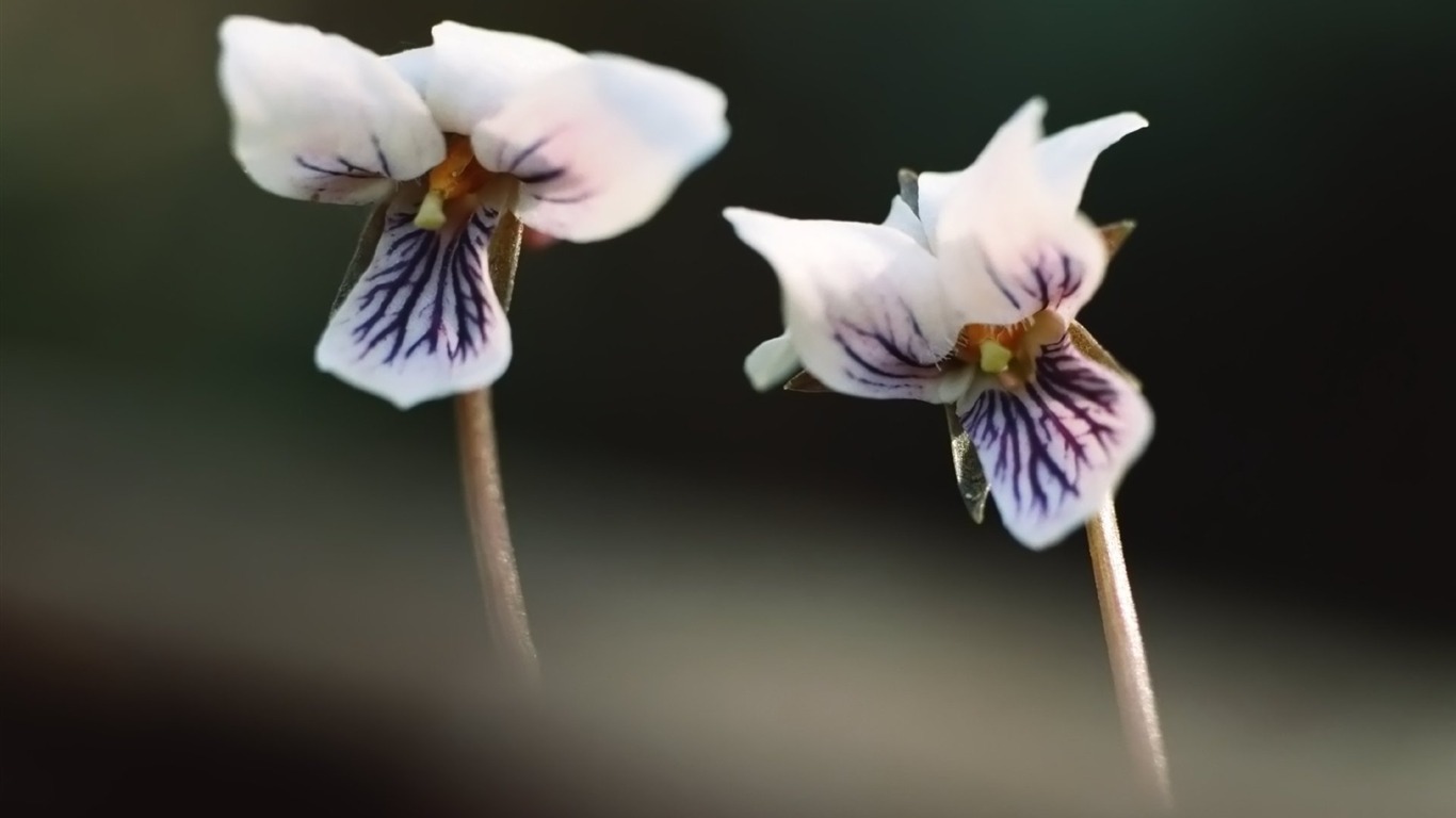 Pairs of flowers and green leaves wallpaper (2) #9 - 1366x768