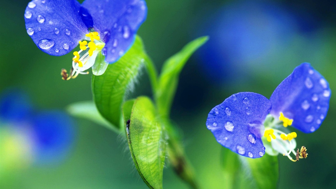 Pairs of flowers and green leaves wallpaper (2) #10 - 1366x768