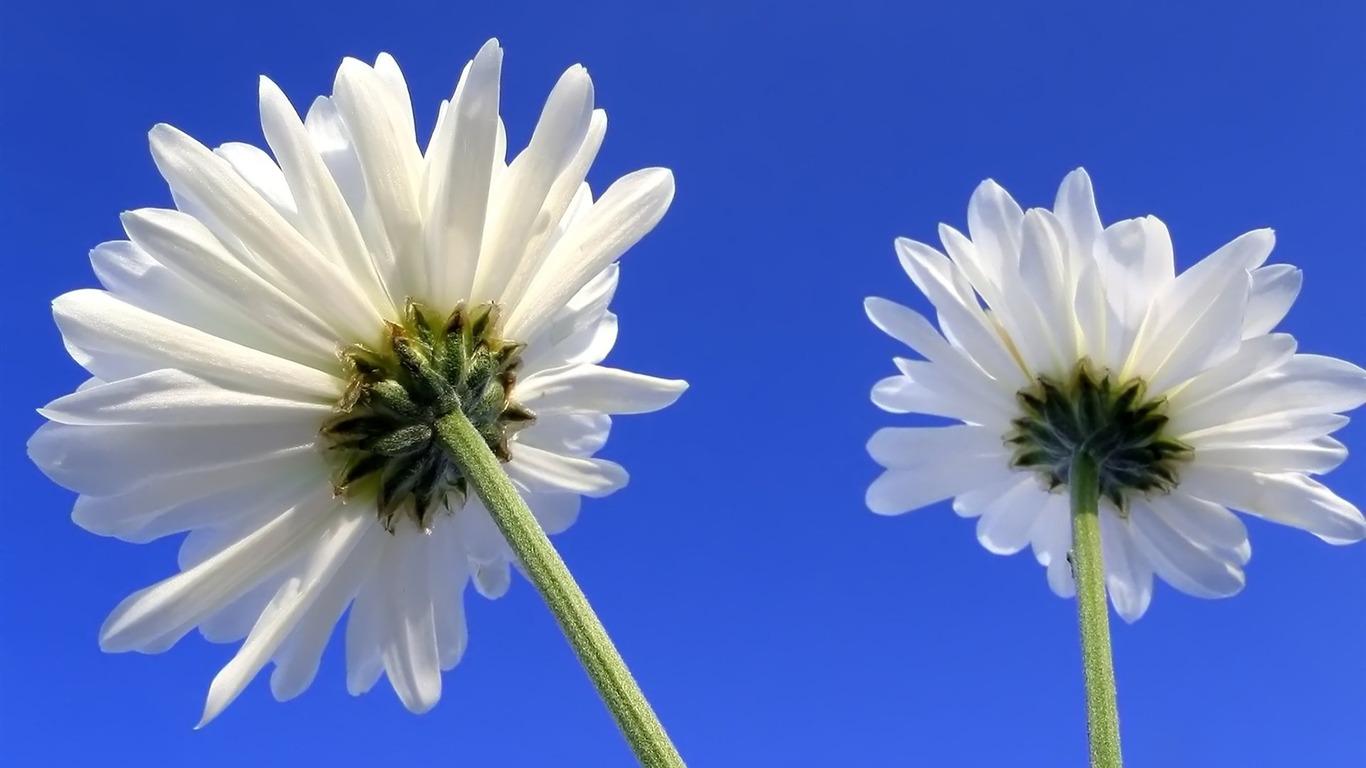 Pairs of flowers and green leaves wallpaper (2) #12 - 1366x768