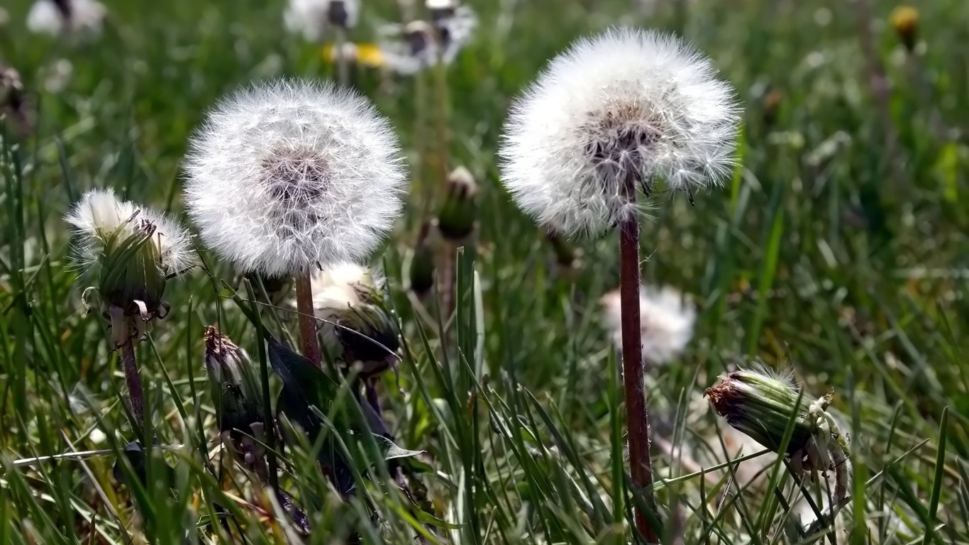 Pairs of flowers and green leaves wallpaper (2) #13 - 1366x768