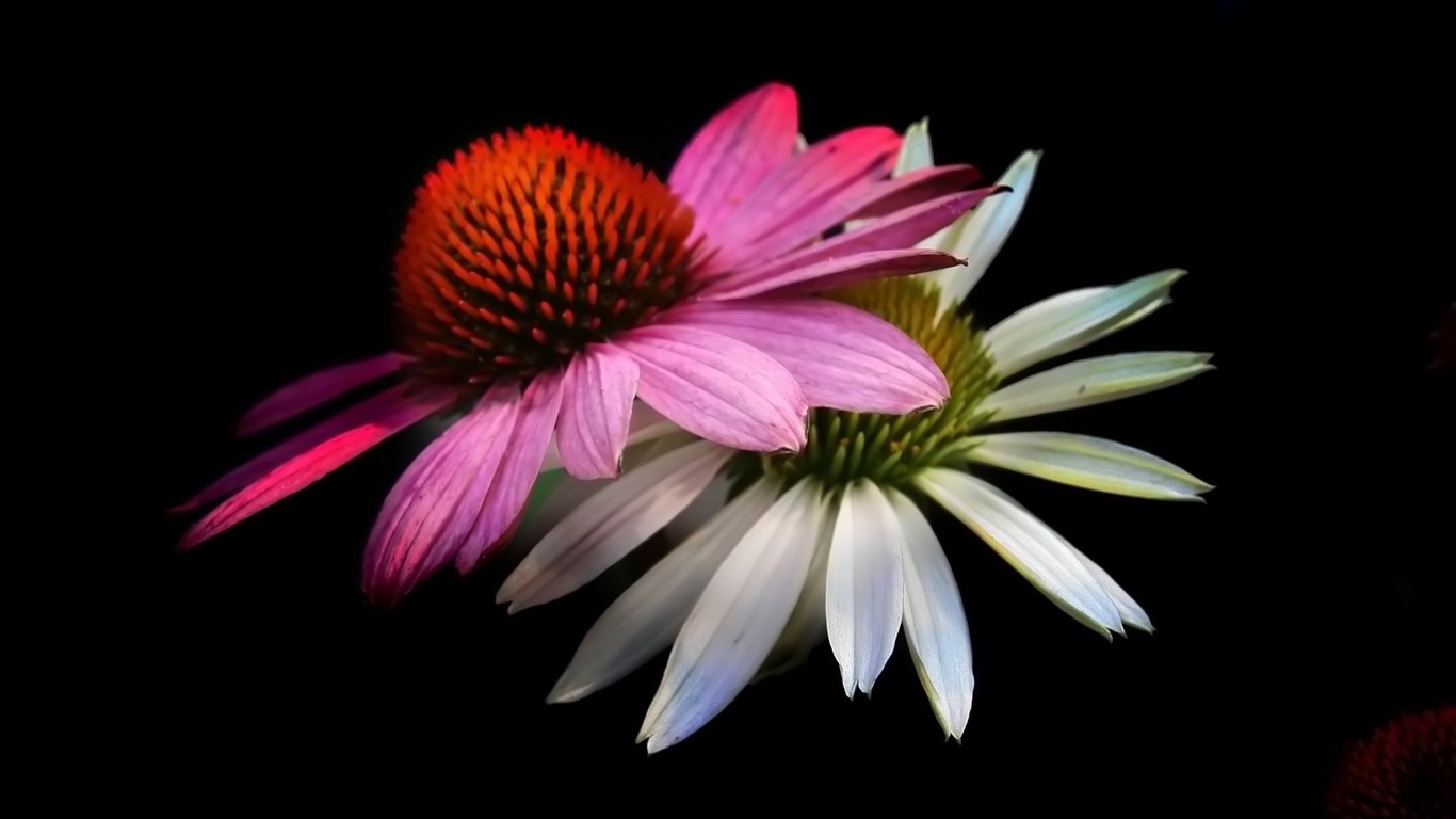 成雙的花兒和綠葉 壁紙(二) #15 - 1366x768