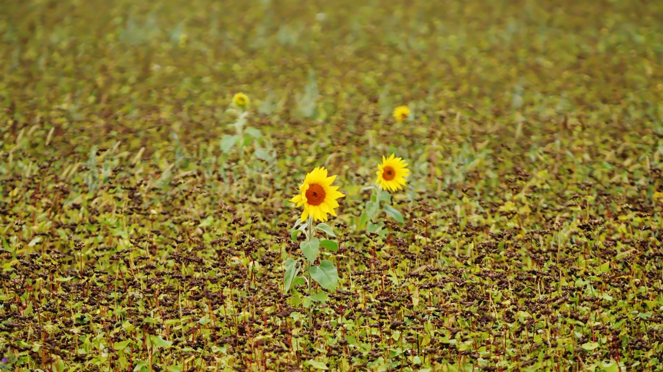 成雙的花兒和綠葉 壁紙(二) #16 - 1366x768