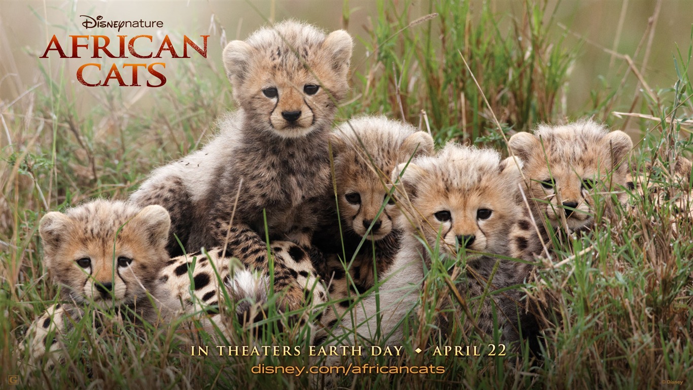 African Cats: Kingdom of Courage 非洲猫科：勇气国度1 - 1366x768