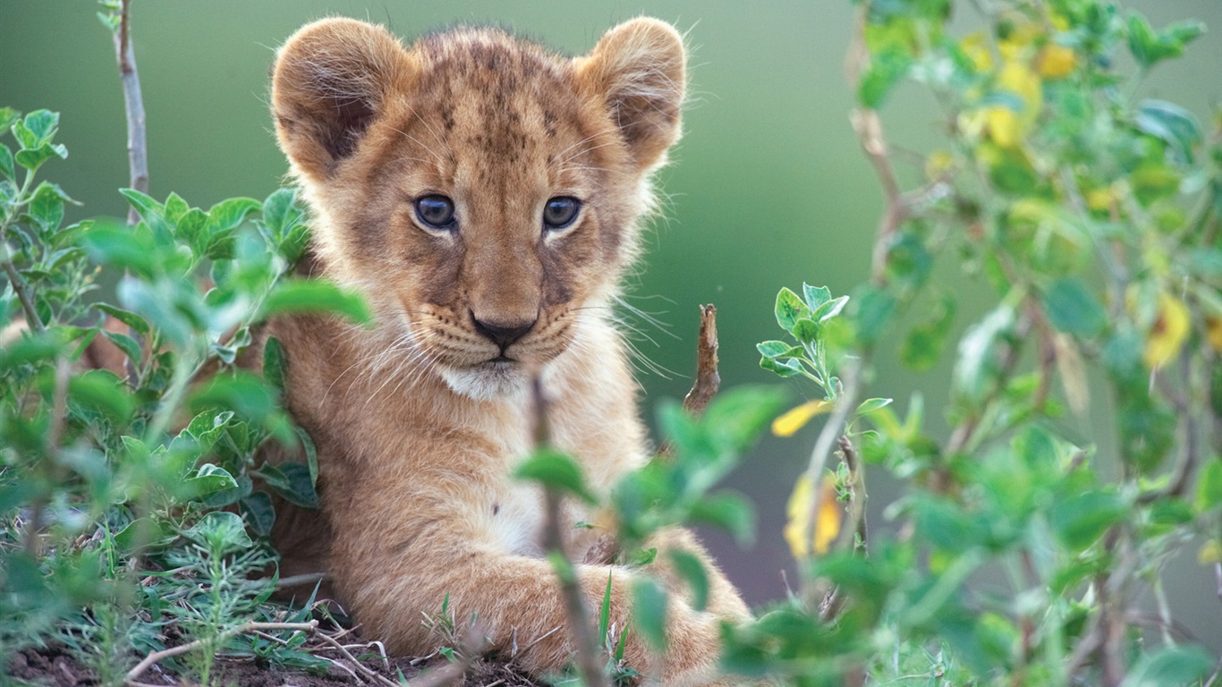 アフリカの猫：勇気の王国壁紙 #2 - 1366x768