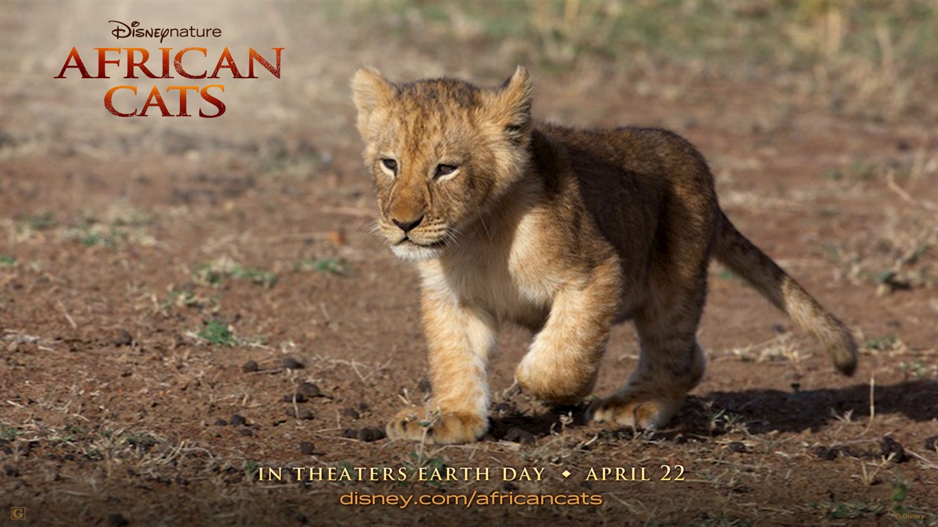African Cats: Kingdom of Courage 非洲猫科：勇气国度4 - 1366x768