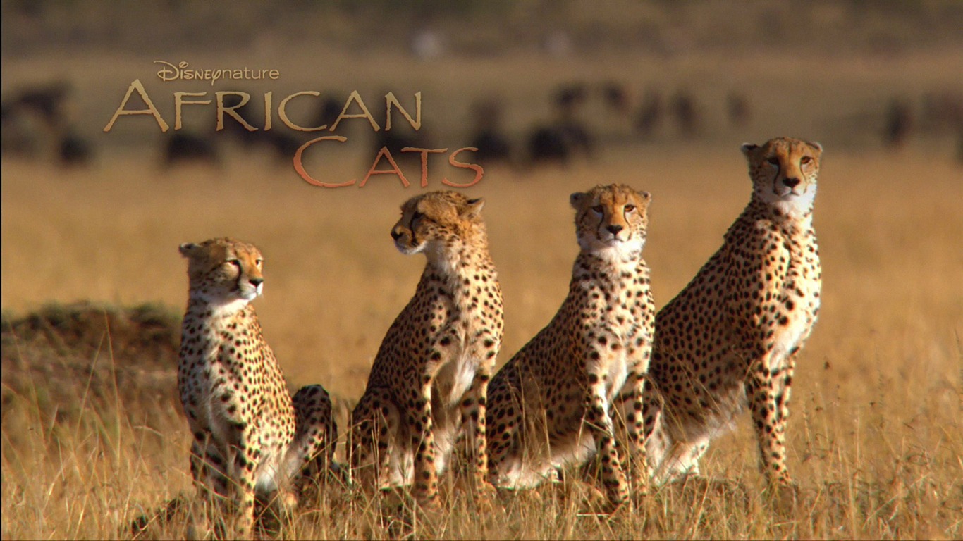 アフリカの猫：勇気の王国壁紙 #5 - 1366x768