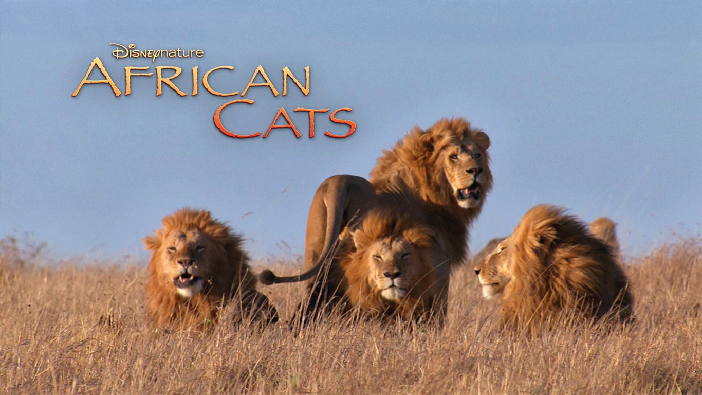 アフリカの猫：勇気の王国壁紙 #6 - 1366x768
