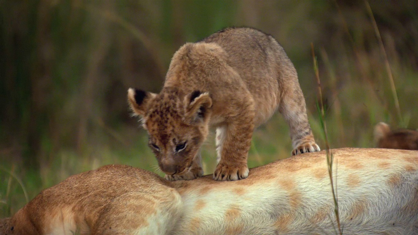 アフリカの猫：勇気の王国壁紙 #9 - 1366x768