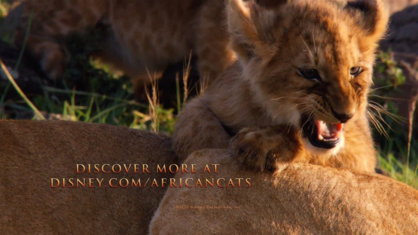 African Cats: Kingdom of Courage 非洲猫科：勇气国度12 - 1366x768