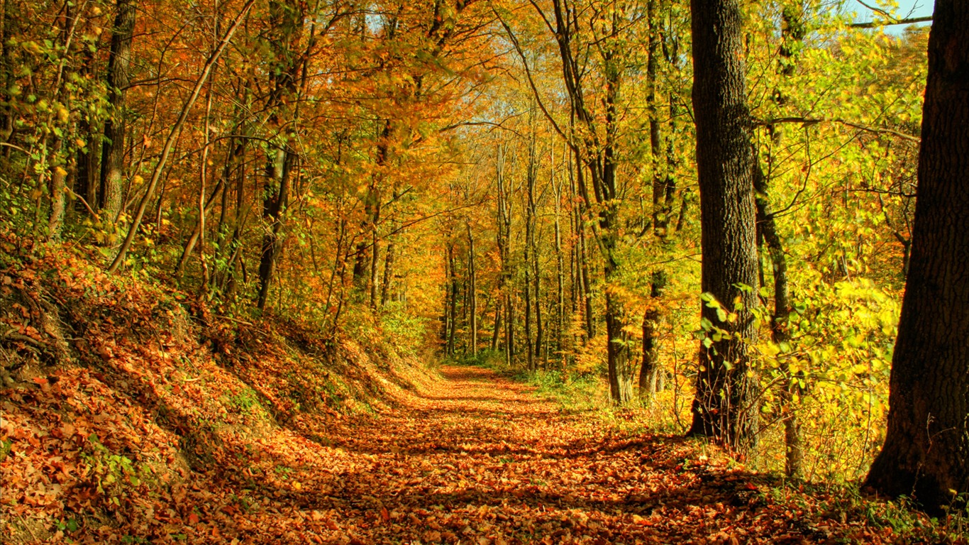 Fond d'écran Nature-Zélande (1) #4 - 1366x768