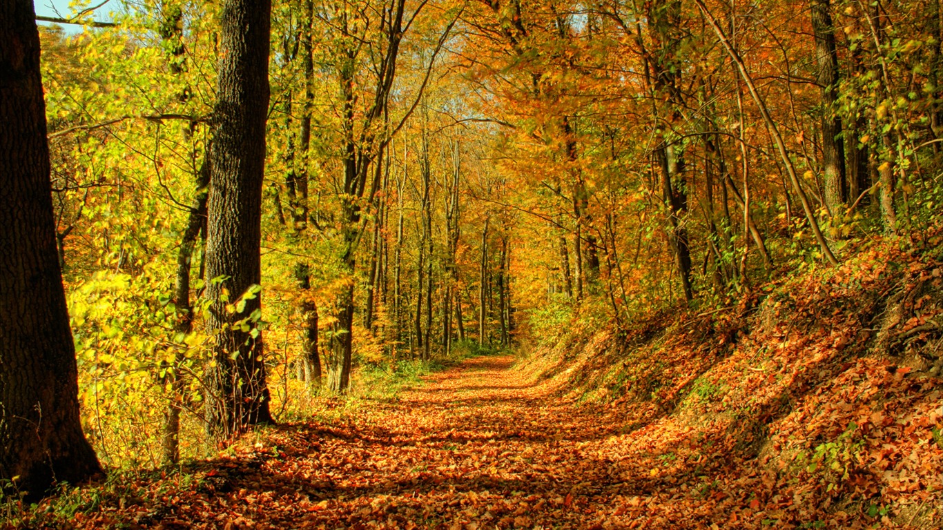 Fond d'écran Nature-Zélande (1) #5 - 1366x768