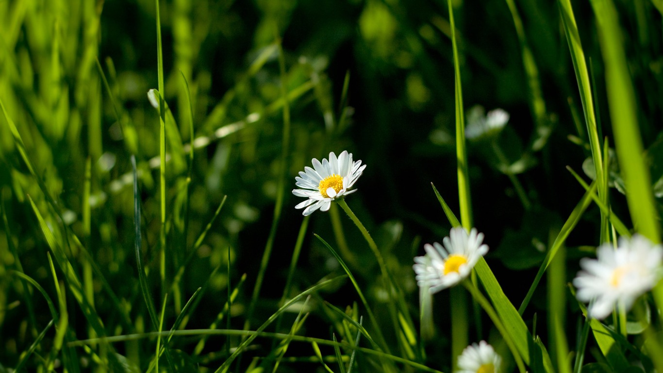 Fond d'écran Nature-Zélande (1) #11 - 1366x768