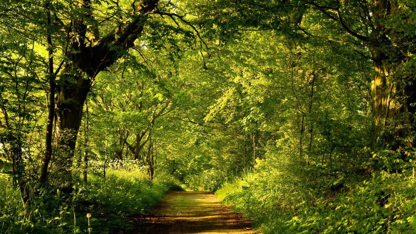 Fond d'écran Nature-Zélande (1) #20 - 1366x768