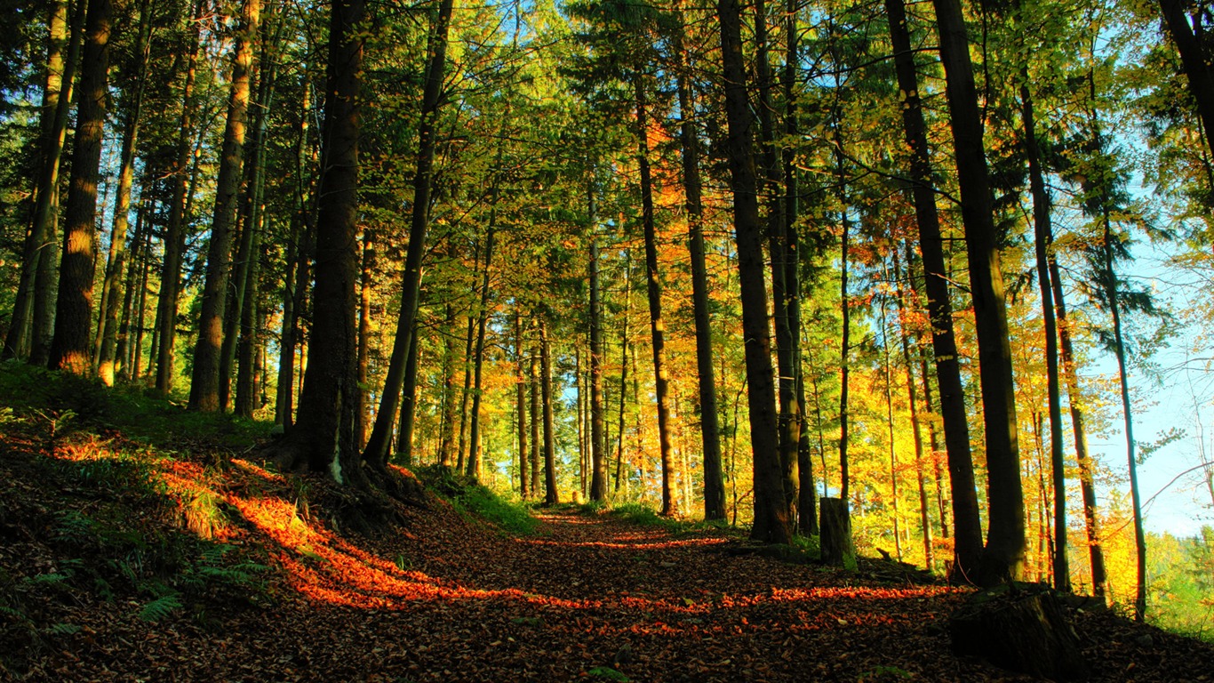 Fond d'écran Nature-Zélande (2) #16 - 1366x768