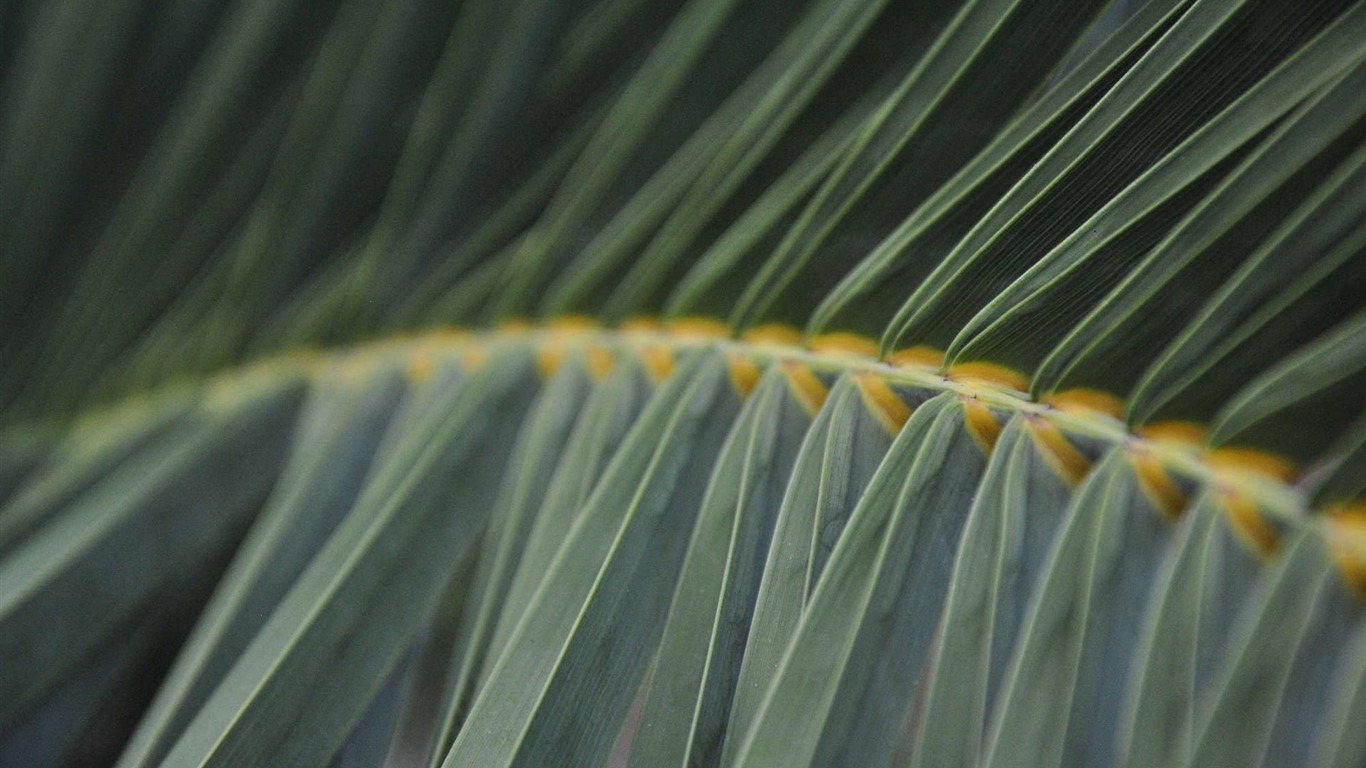 Ubuntu fonds d'écran du système (1) #10 - 1366x768