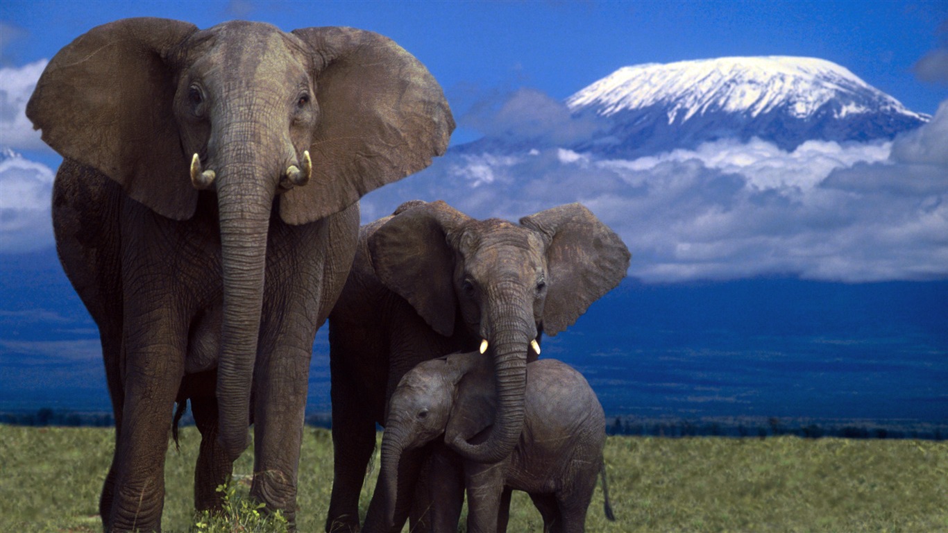 動物寬屏壁紙合集 (29) #4 - 1366x768