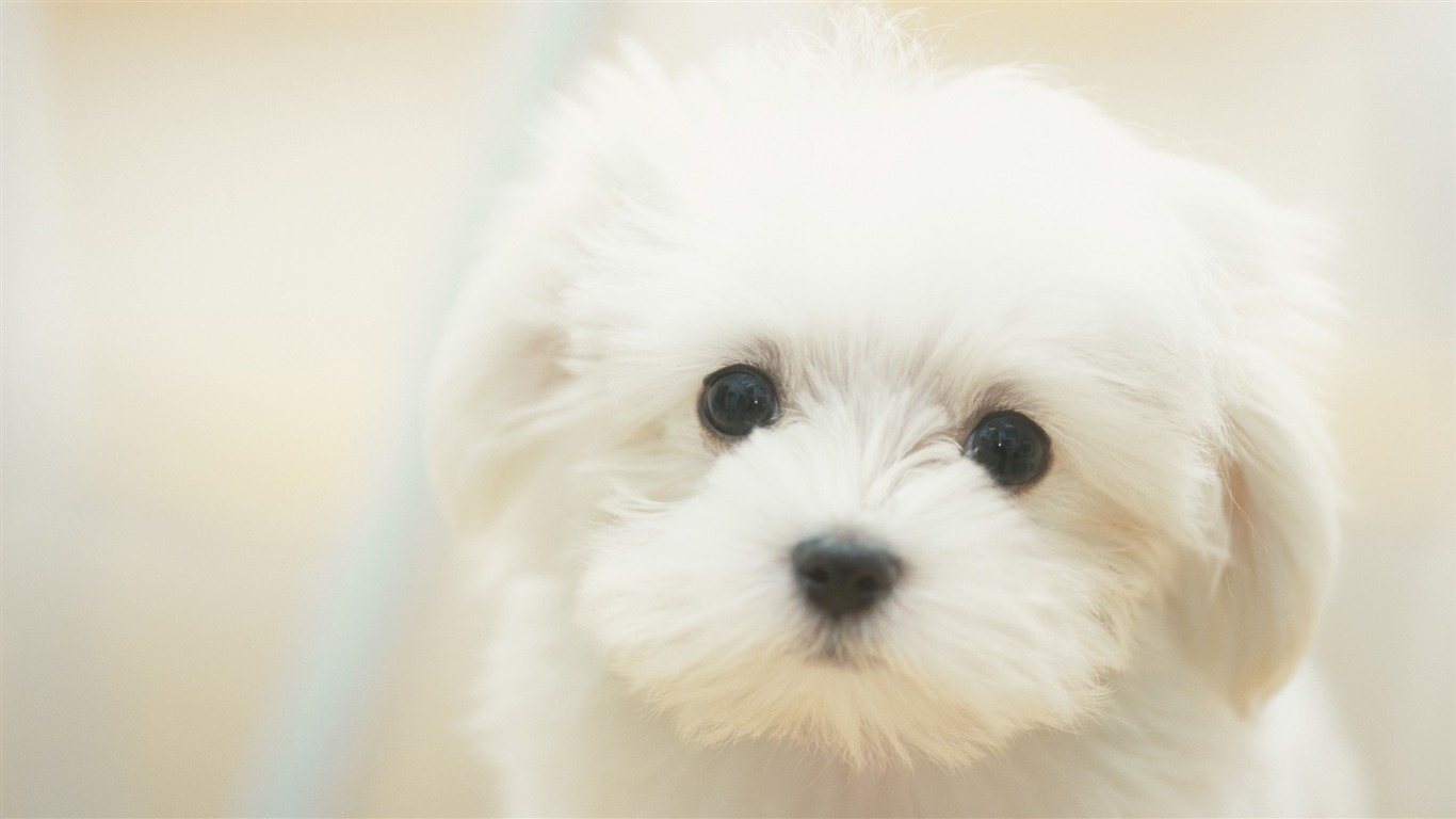 動物寬屏壁紙合集 (30) #4 - 1366x768