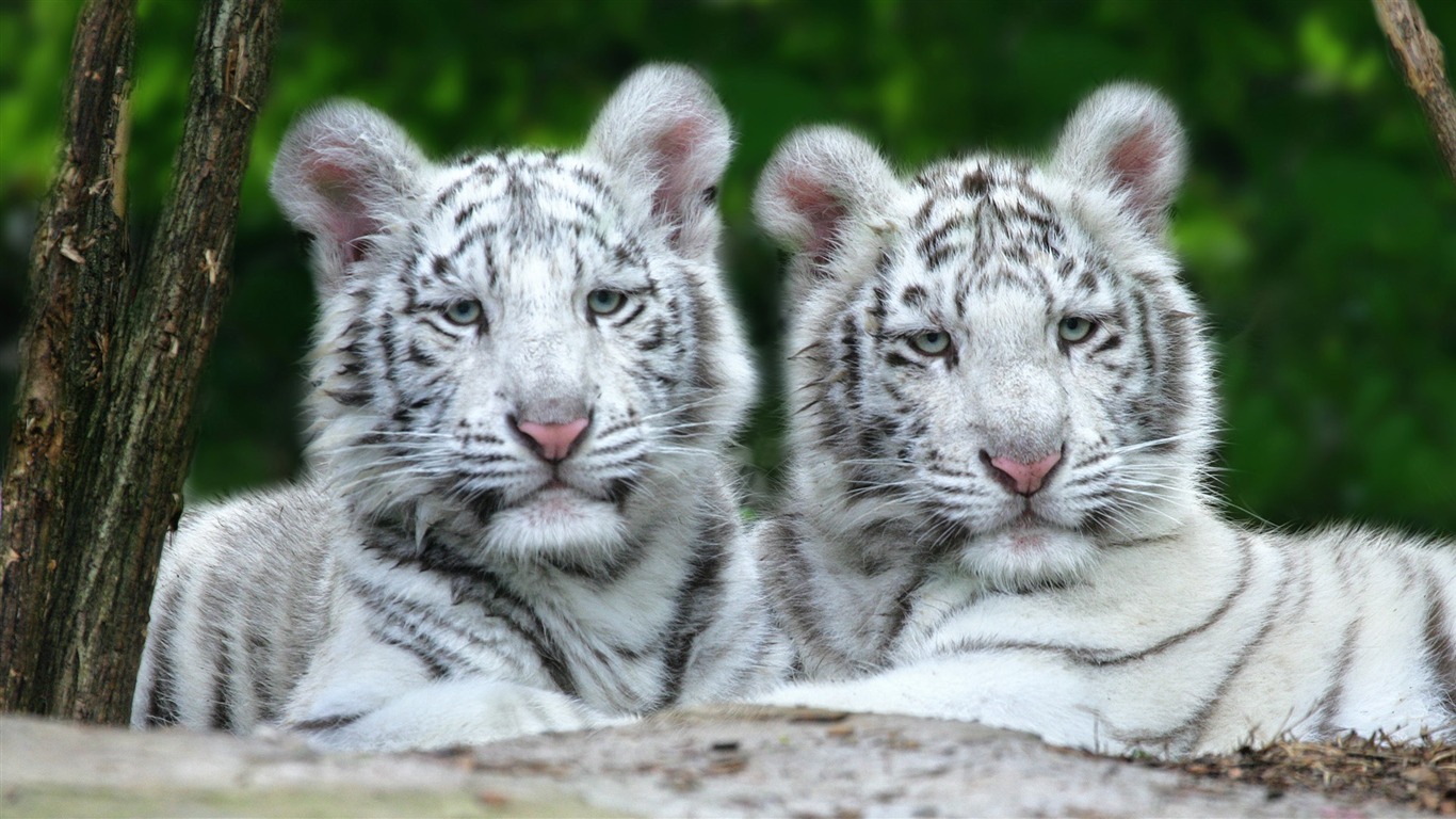 Animal Widescreen Wallpapers Collection (30) #12 - 1366x768