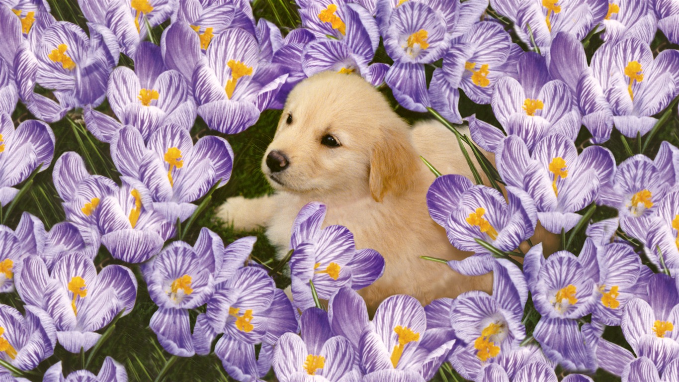 動物寬屏壁紙合集 (30) #14 - 1366x768