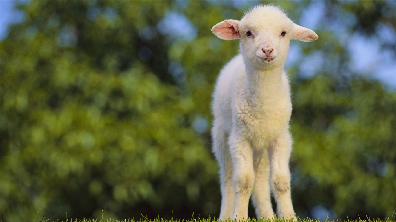 Animal Widescreen Wallpapers Collection (31) #12 - 1366x768