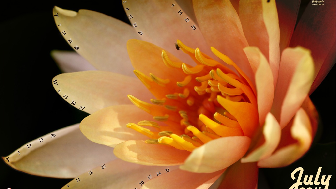 2011年7月 月曆壁紙(二) #13 - 1366x768