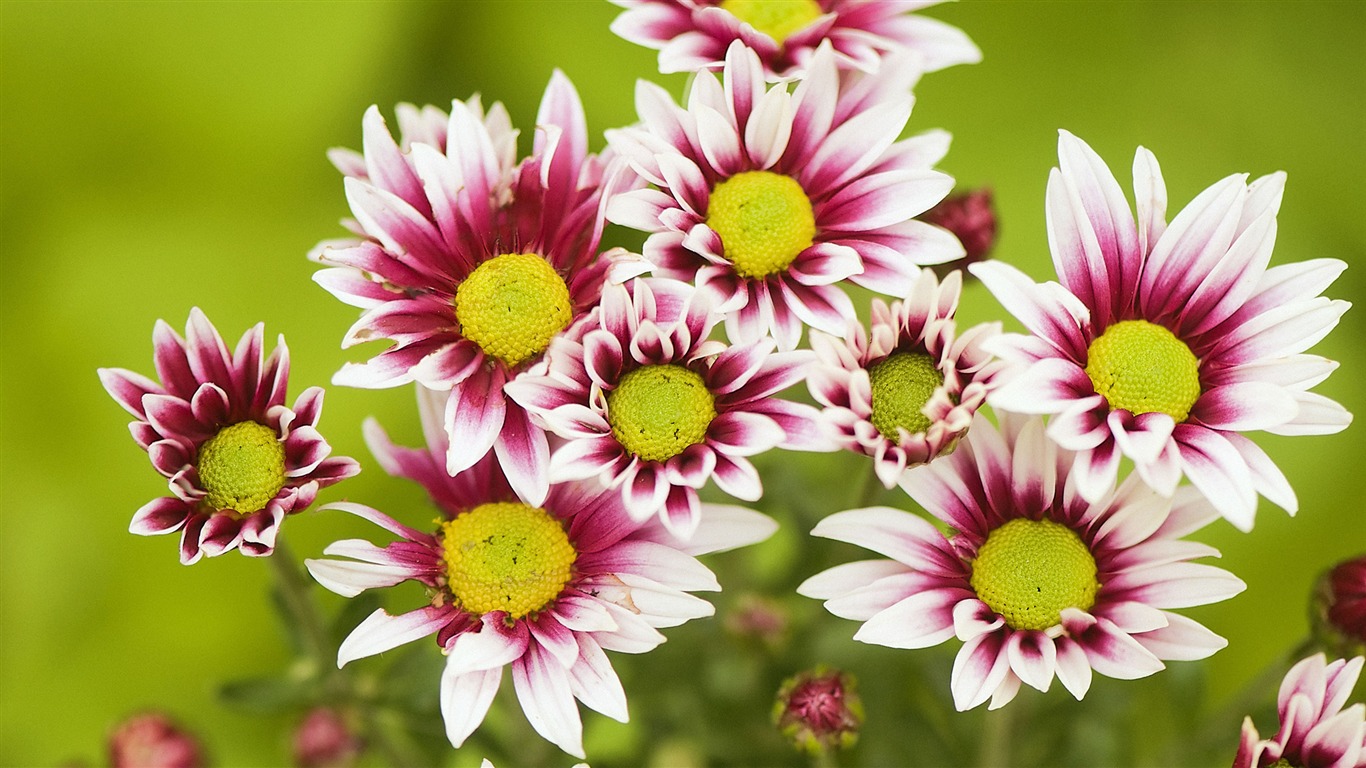 Widescreen wallpaper flowers close-up (32) #1 - 1366x768