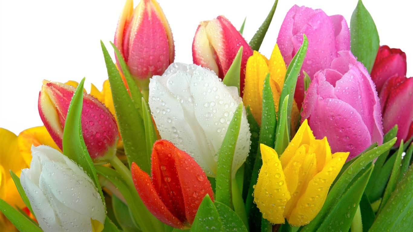 Widescreen wallpaper flowers close-up (32) #2 - 1366x768