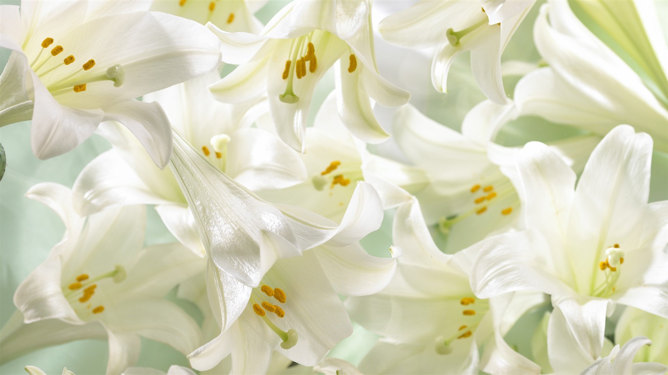Widescreen wallpaper flowers close-up (32) #3 - 1366x768