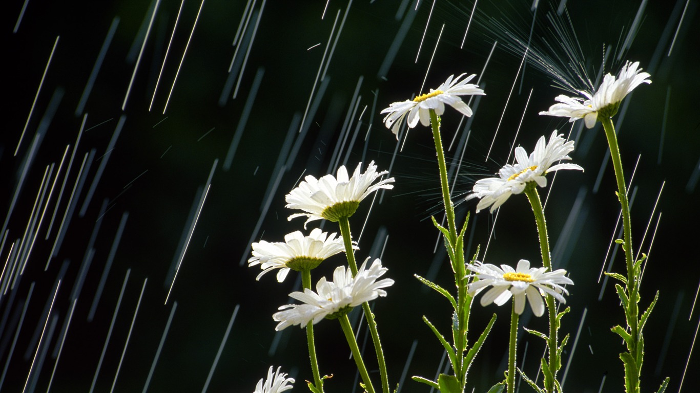 Widescreen wallpaper flowers close-up (32) #5 - 1366x768