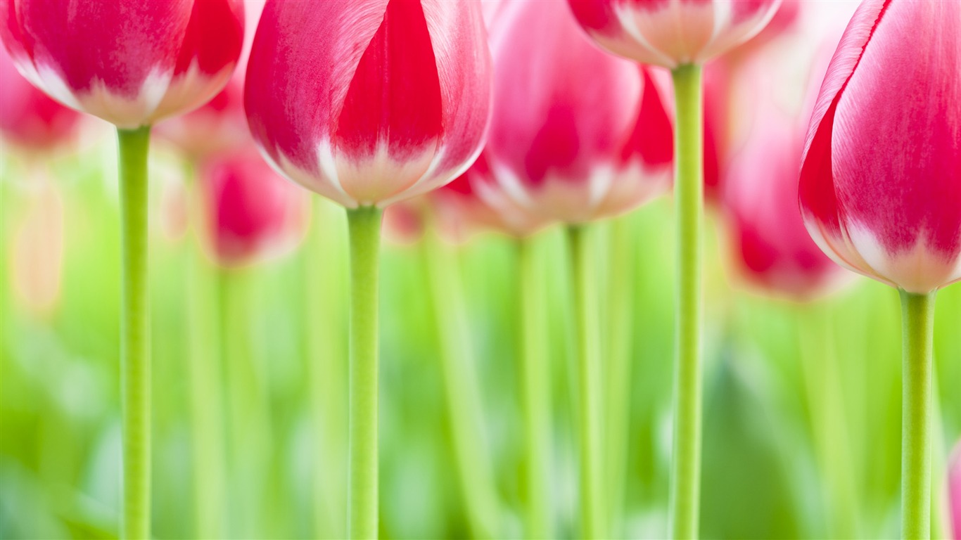 Widescreen wallpaper flowers close-up (32) #6 - 1366x768