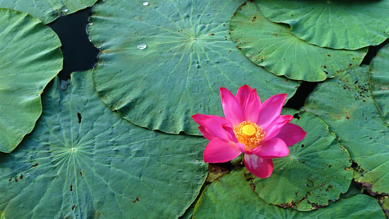 寬屏鮮花特寫 壁紙(32) #7 - 1366x768