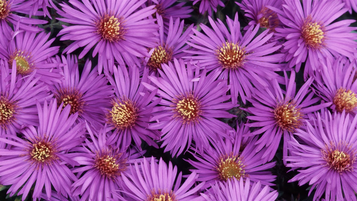 Widescreen wallpaper flowers close-up (32) #8 - 1366x768