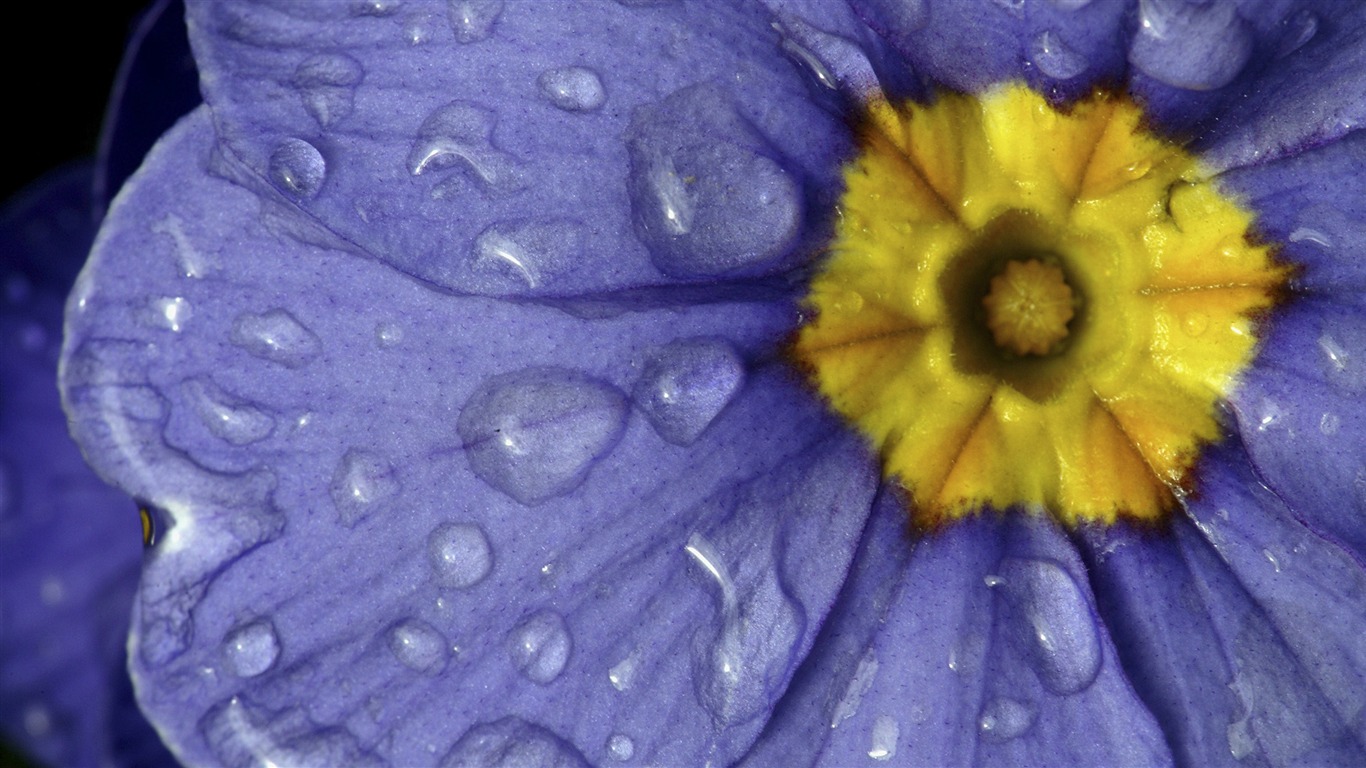 Widescreen wallpaper flowers close-up (32) #11 - 1366x768
