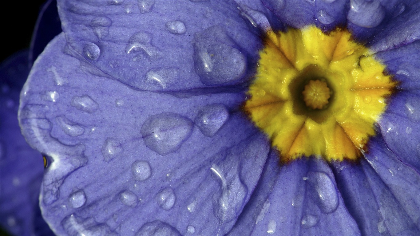 寬屏鮮花特寫 壁紙(32) #11 - 1366x768