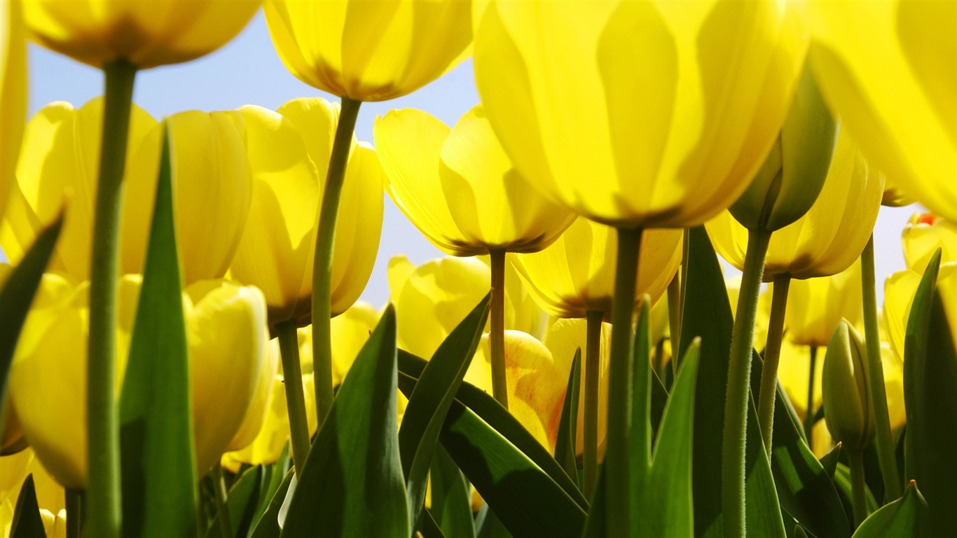 Widescreen wallpaper flowers close-up (32) #12 - 1366x768