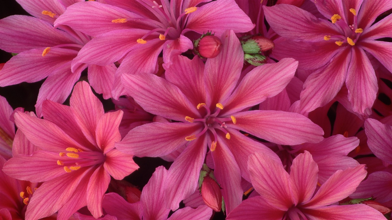 fleurs fond d'écran Widescreen close-up (32) #15 - 1366x768