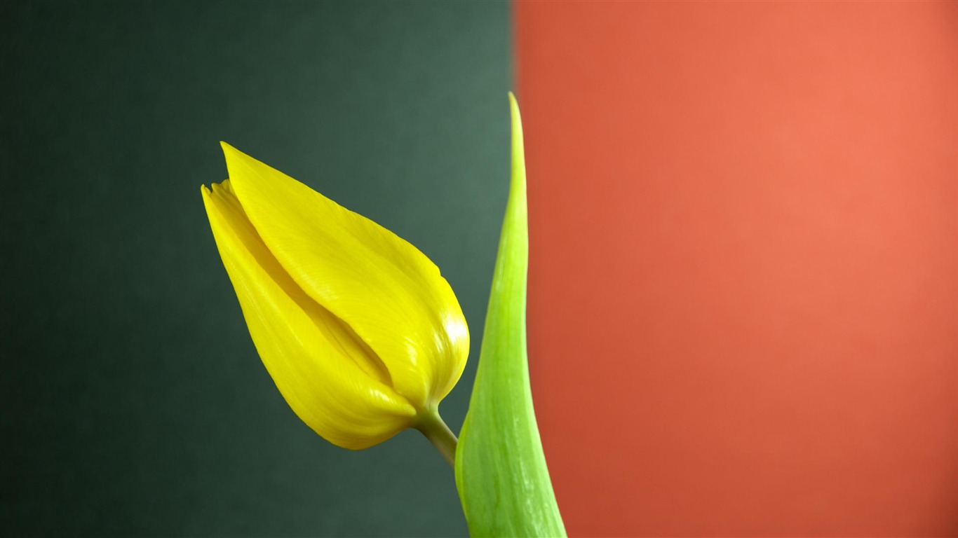 Widescreen wallpaper flowers close-up (32) #17 - 1366x768