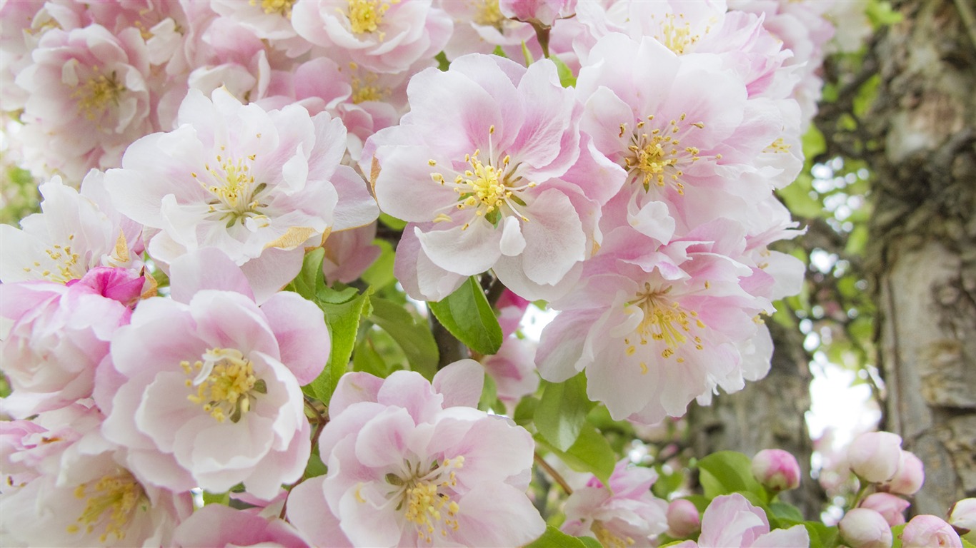 Widescreen wallpaper flowers close-up (32) #19 - 1366x768