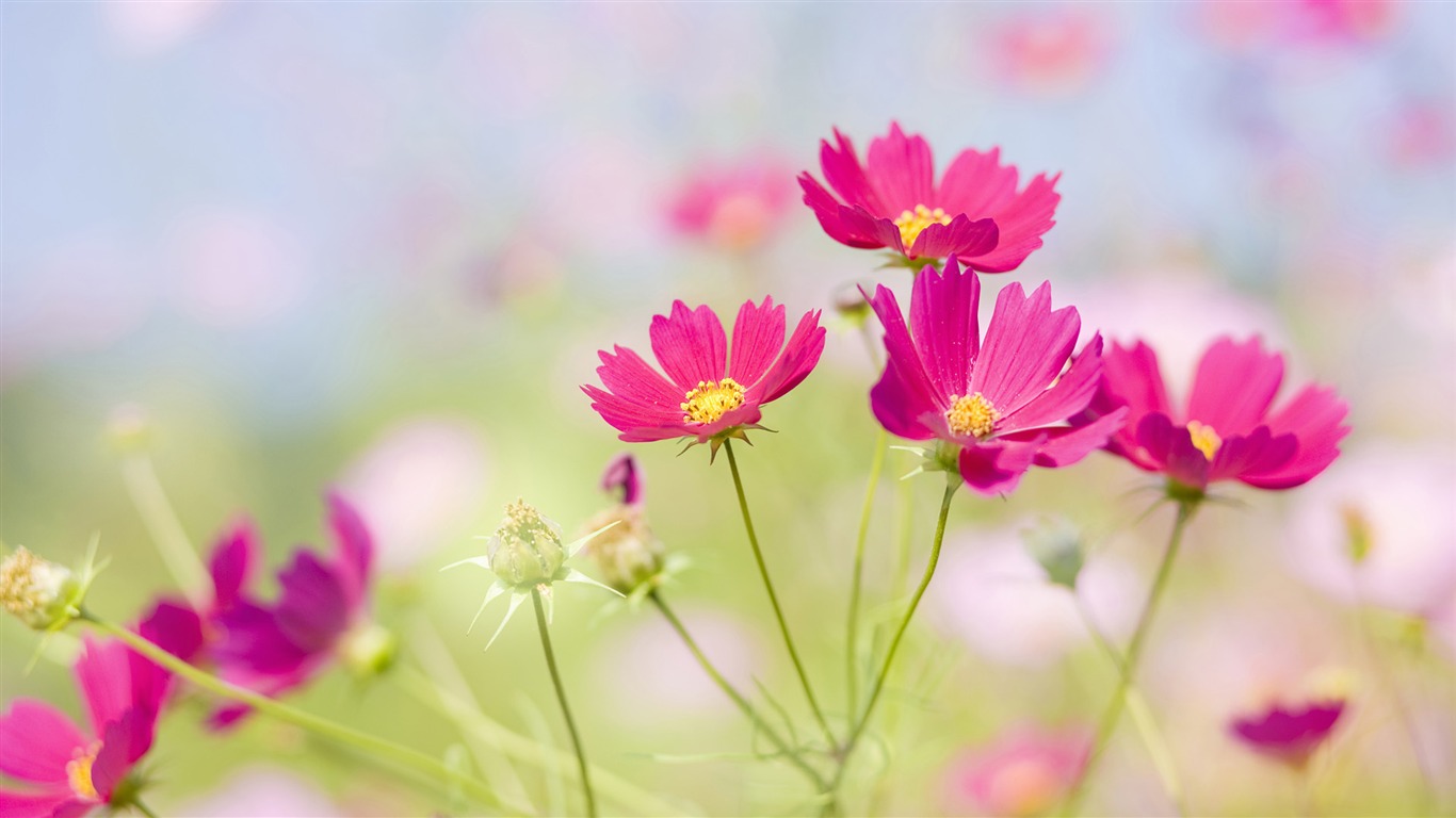 Widescreen wallpaper flowers close-up (33) #1 - 1366x768