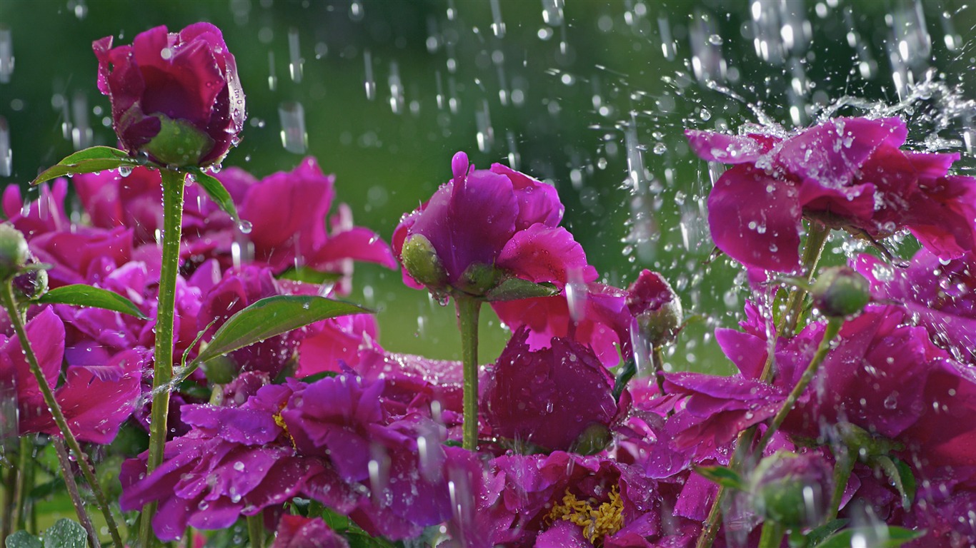 Widescreen wallpaper flowers close-up (33) #2 - 1366x768