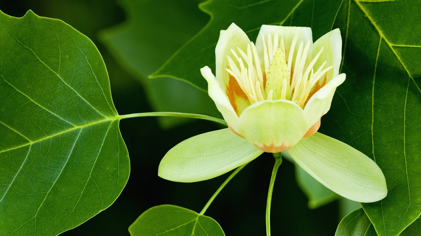 寬屏鮮花特寫 壁紙(33) #4 - 1366x768