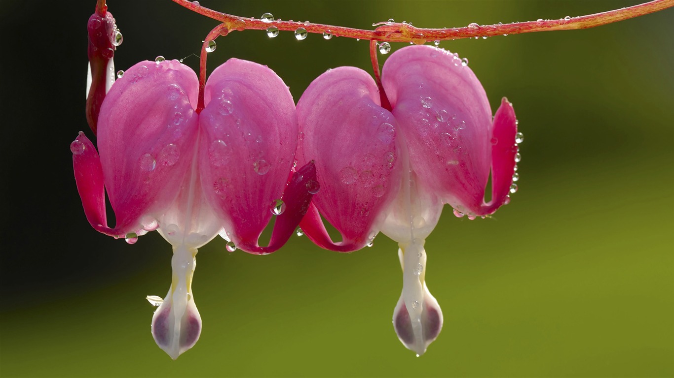 fondos de escritorio de flores con pantalla ancha de cerca (33) #5 - 1366x768