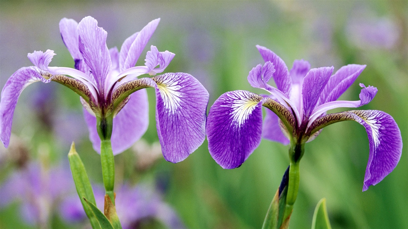 fondos de escritorio de flores con pantalla ancha de cerca (33) #6 - 1366x768