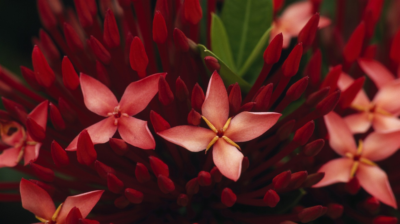 Widescreen wallpaper flowers close-up (33) #7 - 1366x768